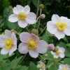 Анемона японская осенняя (Anemone japonica) © blumgarden.ru