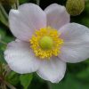 Анемона японская розовая (Anemone japonica) © blumgarden.ru