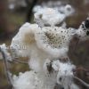 Семена анемоны японской © blumgarden.ru