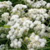 Анафалис жемчужный (Anaphalis margaritacea) © blumgarden.ru