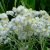 Анафалис жемчужный (Anaphalis margaritacea) © blumgarden.ru