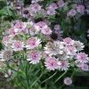 Астранция крупная (Astrantia major) © blumgarden.ru