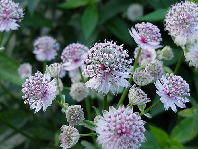 Астранция крупная (Astrantia major)