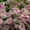 Астранция крупная (Astrantia major) © blumgarden.ru