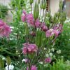 Аквилегия махровая «Пинк Барлоу» (Pink Barlow) © blumgarden.ru