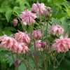 Аквилегия Пинк Барлоу (Pink Barlow) © blumgarden.ru
