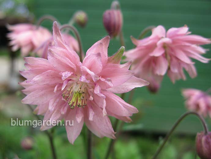 Аквилегия махровая «Пинк Барлоу» (Aquilegia Pink Barlow)