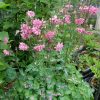 Цветущий куст аквилегии Pink Barlow © blumgarden.ru