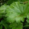 Дармера щитовидная, или пельтифиллум (Peltiphyllum) © blumgarden.ru