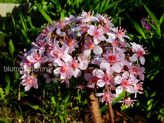 Розовая Дармера щитовидная, или пельтифиллум (Peltiphyllum) © blumgarden.ru