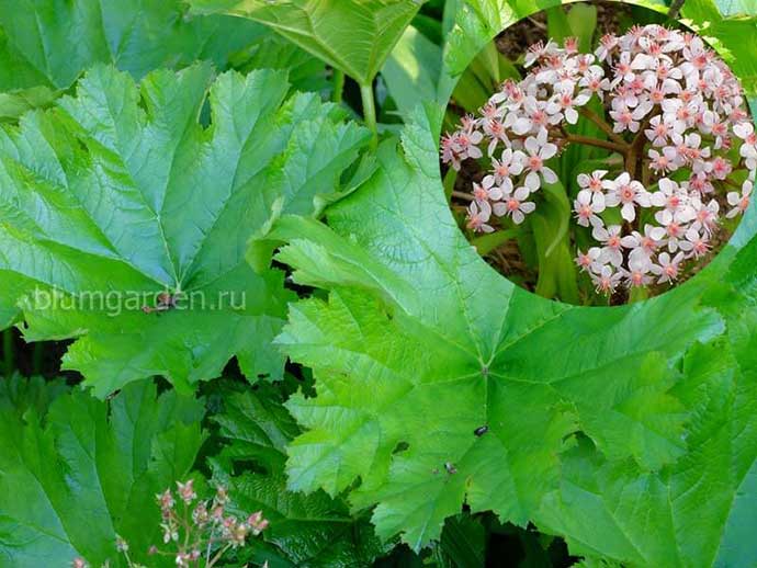 Дармера щитовидная, пельтифиллум (Peltiphyllum peltata)