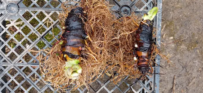 Корневища дармеры щитовидной (пельтифиллума) с ростками — посадочный материал из сада Blumgarden. Два узловатых корневища с живыми почками и молодыми ростками, май. Darmera peltata, купить саженцы дармеры