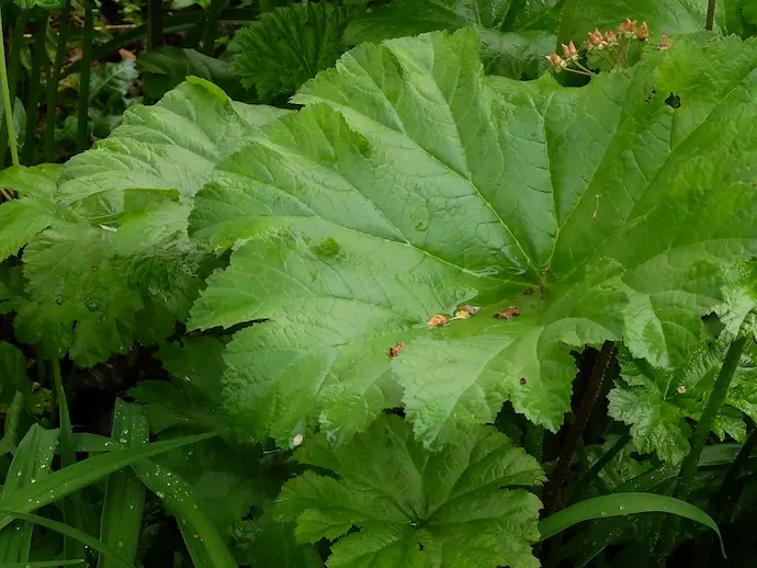 Лист дармеры щитовидной крупным планом — характерная щитовидная форма, рельефные жилки, волнистый край. Растение дармера фото и описание листьев летом, Darmera peltata (пельтифиллум). Питомник Blumgarden