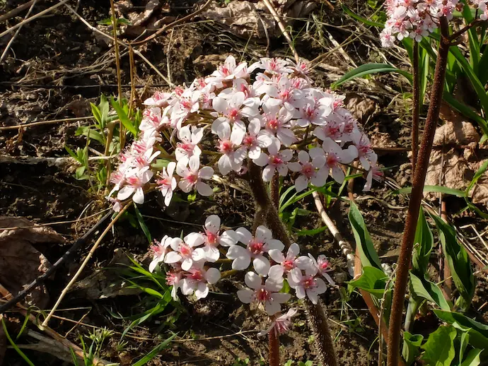Цветение дармеры щитовидной весной до появления листьев, розовые лепестки пельтифиллума © blumgarden.ru