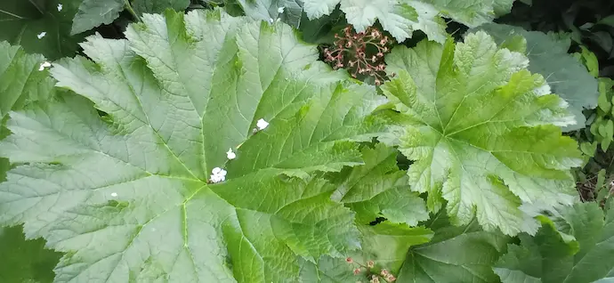 Дармера щитовидная летом — вид куртины сверху: несколько крупных лопастных листьев до 50 см в диаметре, в верхнем углу отцветшие цветоносы с семенными головками. Растение дармера фото и описание, Darmera peltata (пельтифиллум). Питомник Blumgarden