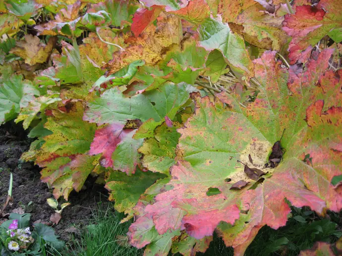 Дармера щитовидная осенью — многоцветная осенняя окраска листьев: одновременно зелёный, жёлто-золотистый, розовый и малиново-красный. Дармера осенью фото, Darmera peltata (пельтифиллум). Сад Blumgarden, Подмосковье