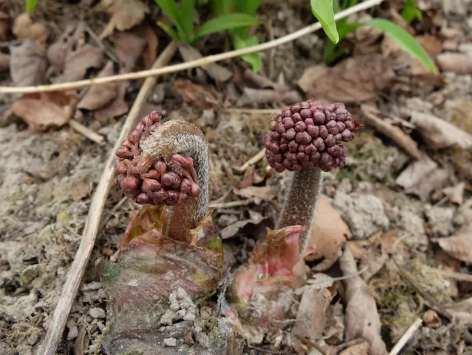 Дармера щитовидная весной — молодые цветоносы пельтифиллума в начале роста: бутоны только раскрываются из почвы до появления листьев. Darmera peltata, питомник Blumgarden, Подмосковье