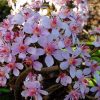 Цветок дармеры щитовидной © blumgarden.ru