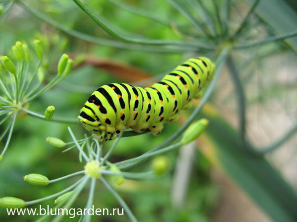 Гусеница бабочки Махаон © blumgarden.ru
