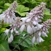 Хоста гибридная «Динс Дрим» (Hosta Deane's Dream) © blumgarden.ru