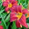 Лилейник «Блэк Принц» (Black Prince) © blumgarden.ru