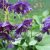 Аквилегия махровая Блу Барлоу © blumgarden.ru