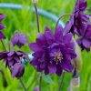 Аквилегия махровая «Блу Барлоу» (Blue Barlow) © blumgarden.ru