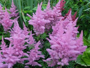 Астильба Арендса «Глория Пурпуреа» (Astilbe Arendsii Gloria Purpurea)