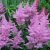 Астильба Gloria Purpurea розовая © blumgarden.ru