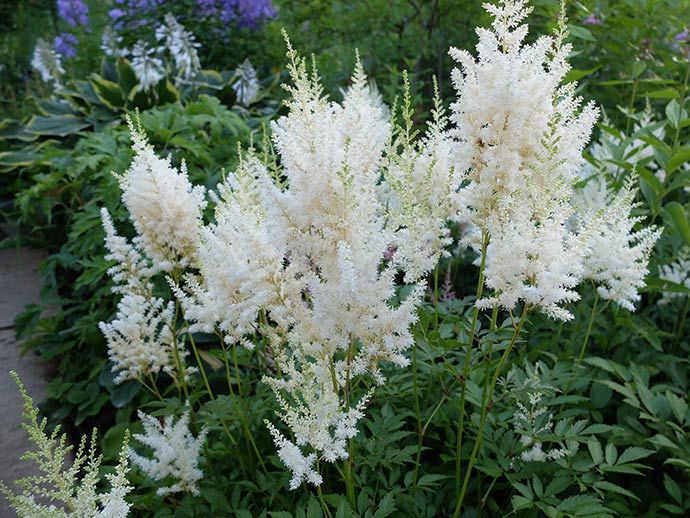 Астильба Арендса белая купить в blumgarden.ru