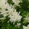 Астильба белая © blumgarden.ru