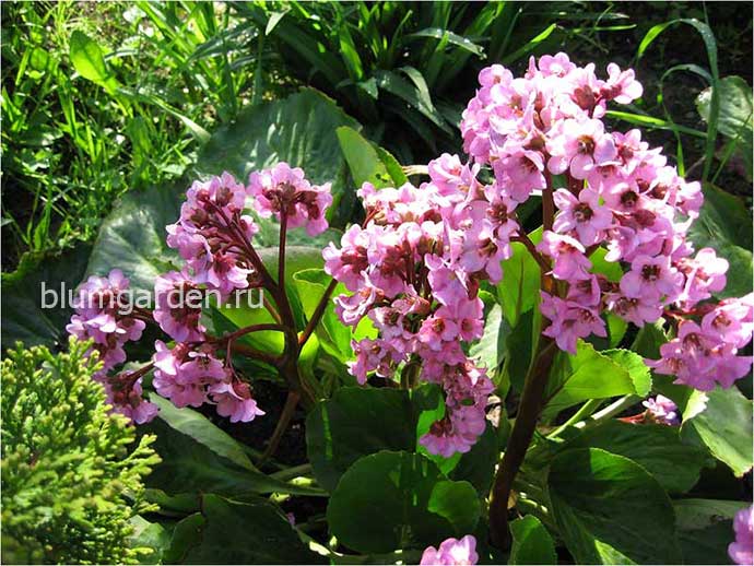 Бадан толстолистный (Bergenia crassifolia)