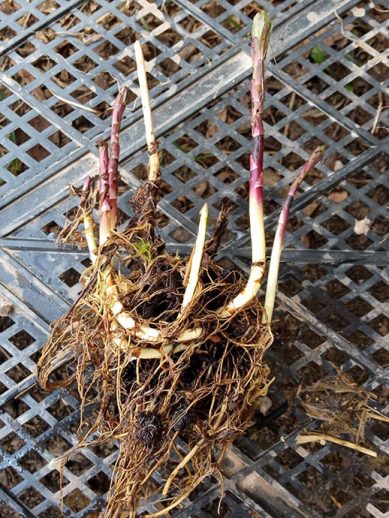 Деленка куста посконника с открытой корневой системой © blumgarden.ru