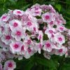 Флокс Румяный © blumgarden.ru