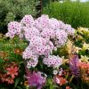 Флокс Румяный © blumgarden.ru