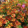 Гелениум осенний «Моерхейм Бьюти» (Moerheim Beauty) © blumgarden.ru