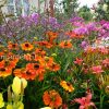 Гелениум многолетний Моерхейм Бьюти в ландшафтном дизайне © blumgarden.ru
