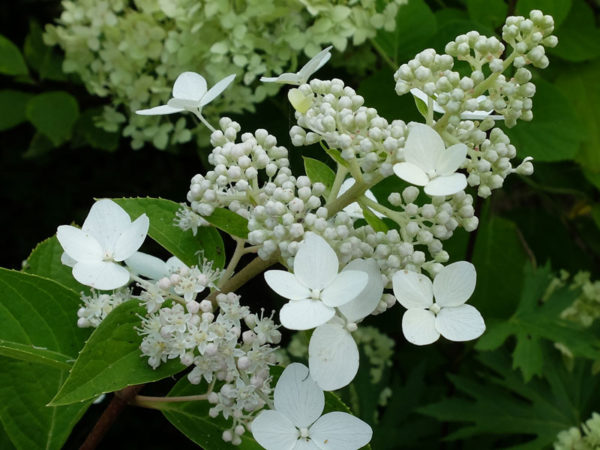 Гортензия метельчатая «Киушу» © Blumgarden.ru