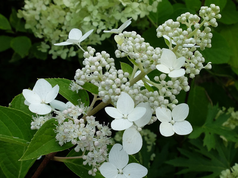 Гортензия метельчатая «Киушу» © Blumgarden.ru