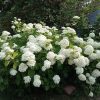 Гортензия древовидная © blumgarden.ru