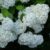 Гортензия древовидная © blumgarden.ru