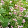 Гортензия Киушу - осенью цветки розовые © blumgarden.ru