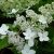 Гортензия метельчатая Киушу (Hydrangea paniculata Kyushu) © blumgarden.ru
