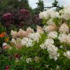 Посконник и гортензия грандифлора © blumgarden.ru