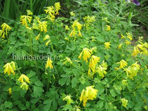 Хохлатка желтая (Corydalis Lutea)
