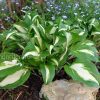 Хоста волнистая (Undulata Univittata) © blumgarden.ru
