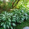 Хоста волнистая унивитата (Undulata Univittata) © blumgarden.ru