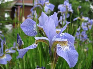 Ирис сибирский голубой (Iris Sibirica Blue)