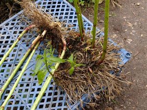 Корневища посконника пурпурного для посадки © Blumgarden.ru