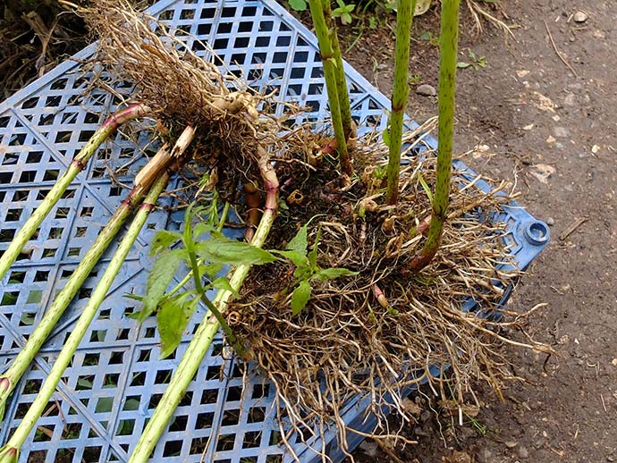 Корневища посконника пурпурного для посадки © blumgarden.ru